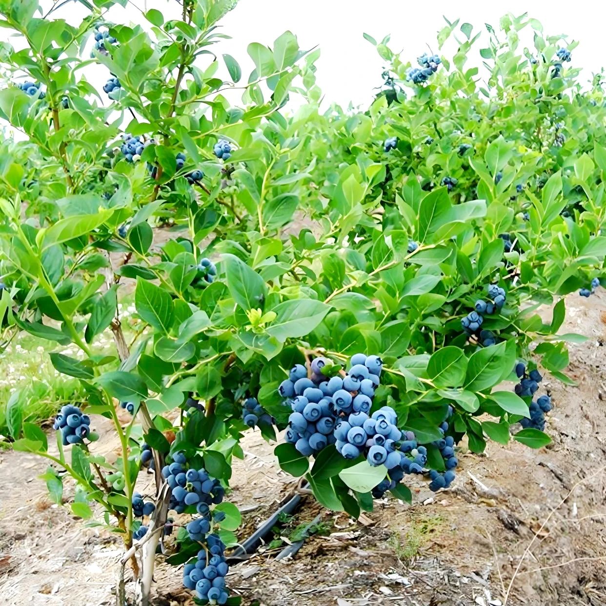 1753663825677242.jpg 微信图片_20250728084915.jpg